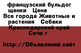 французский бульдог щенки › Цена ­ 50 000 - Все города Животные и растения » Собаки   . Краснодарский край,Сочи г.